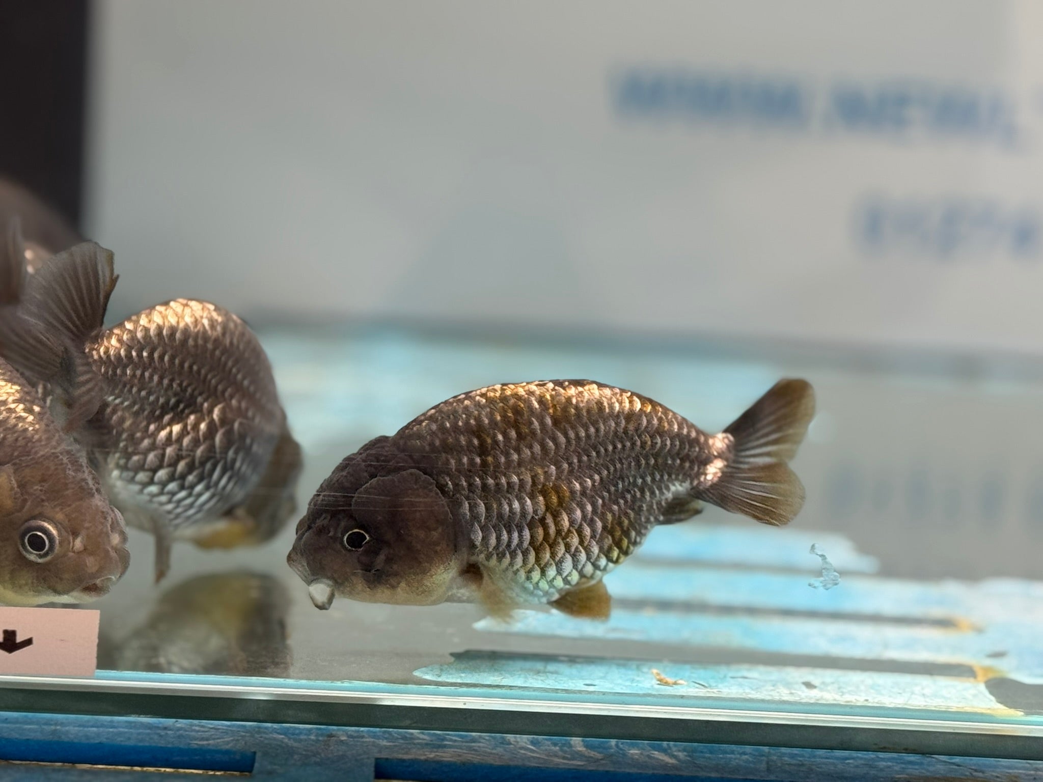 Metallic Blue Ranchu 7-9cm Fancy Goldfish