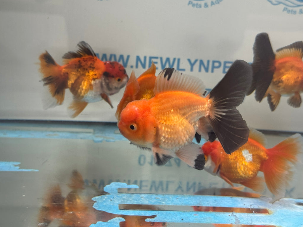 Peacock Tail Oranda Fancy Goldfish 7-8cm