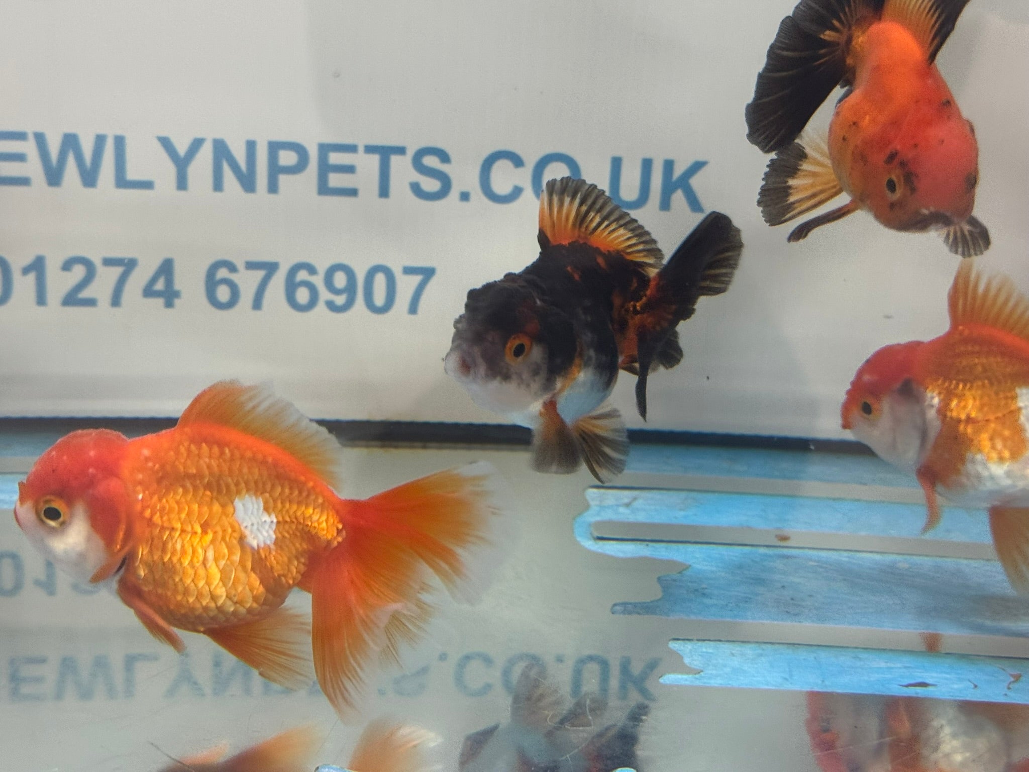 Peacock Tail Oranda Fancy Goldfish 7-8cm