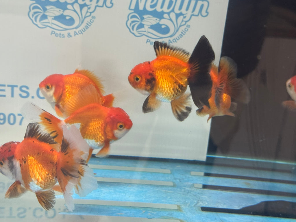 Peacock Tail Oranda Fancy Goldfish 7-8cm