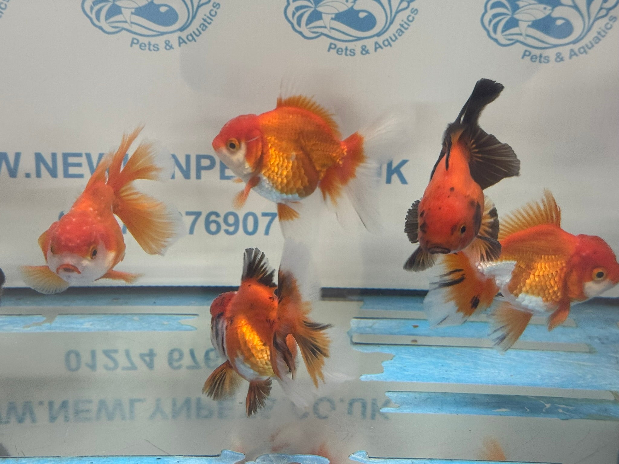 Peacock Tail Oranda Fancy Goldfish 7-8cm