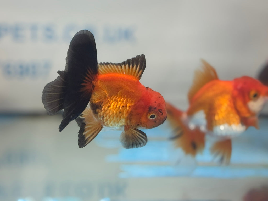Peacock Tail Oranda Fancy Goldfish 7-8cm