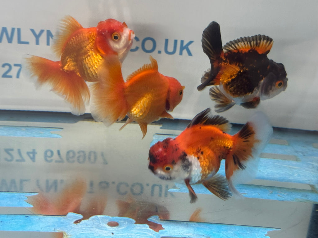 Peacock Tail Oranda Fancy Goldfish 7-8cm