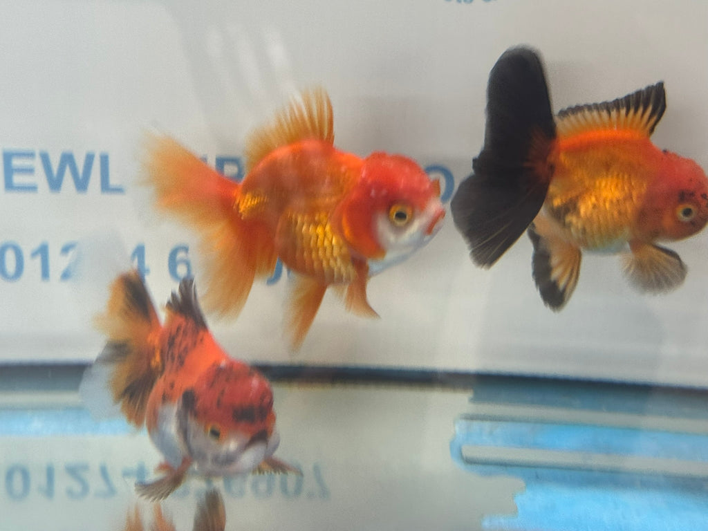 Peacock Tail Oranda Fancy Goldfish 7-8cm