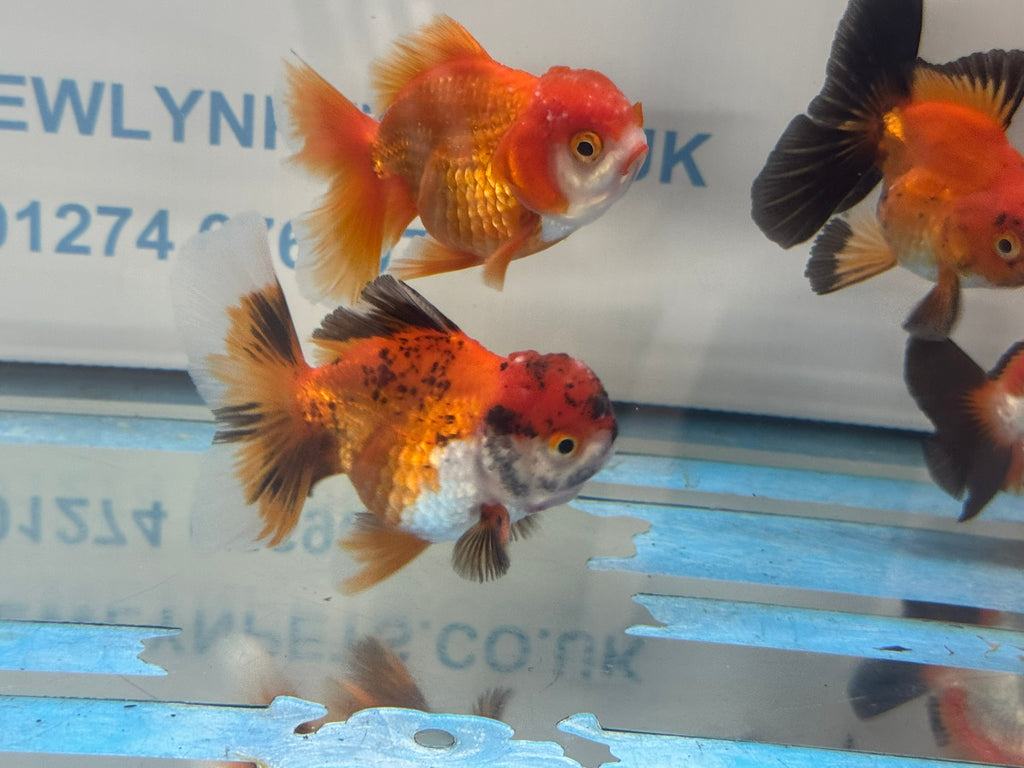 Peacock Tail Oranda Fancy Goldfish 7-8cm