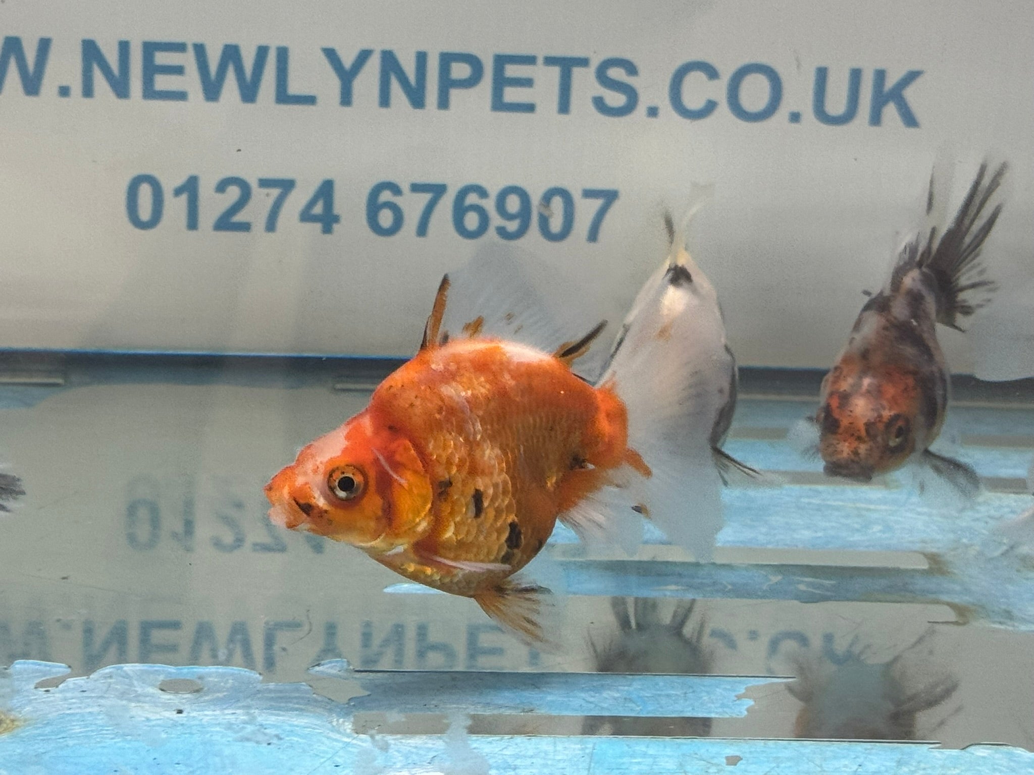 Calico BroadTail Ryukin 7-8cm