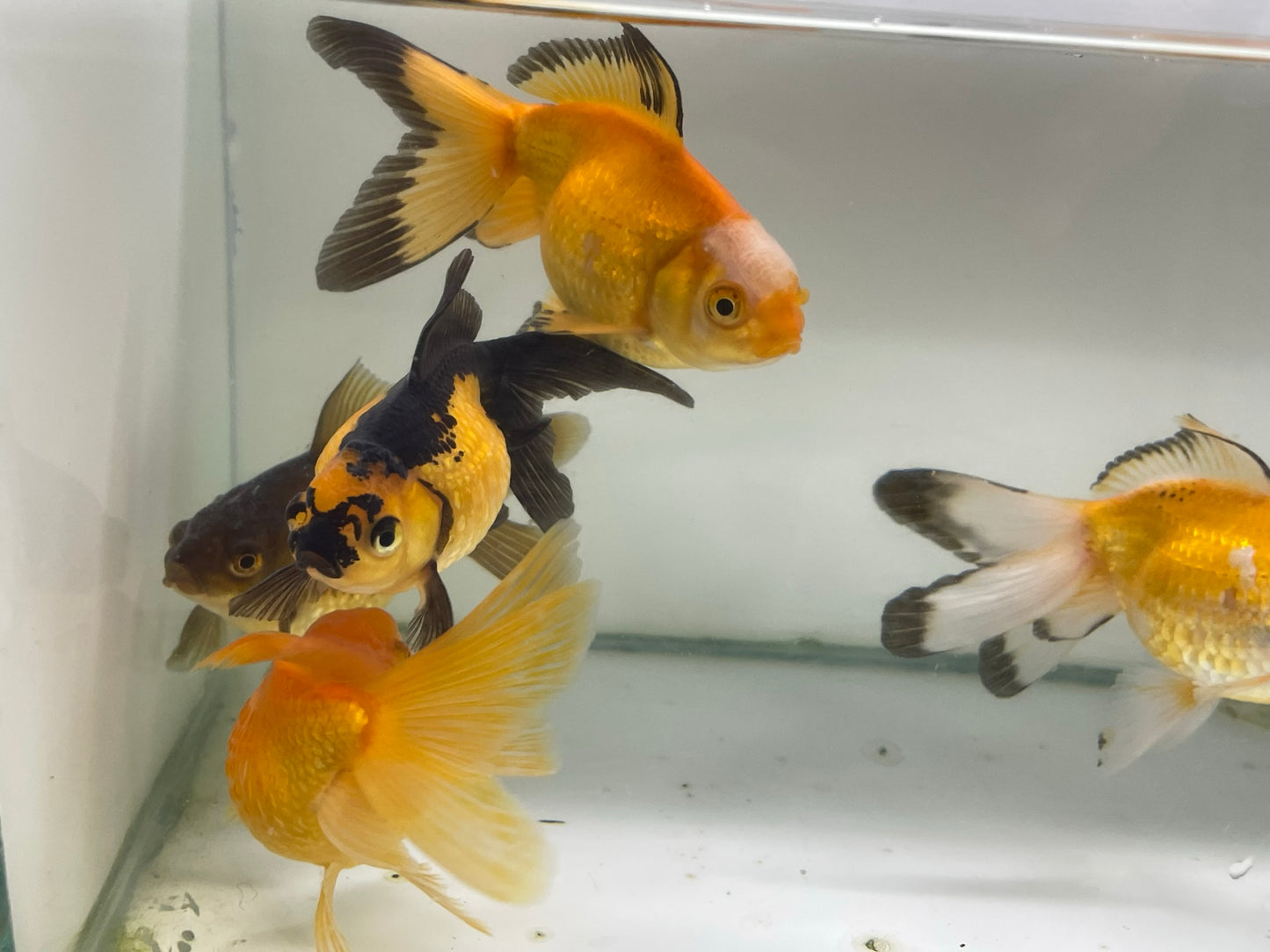 Yellow/Black Pearlscale 9-10cm Fancy Goldfish (Picked at Random)