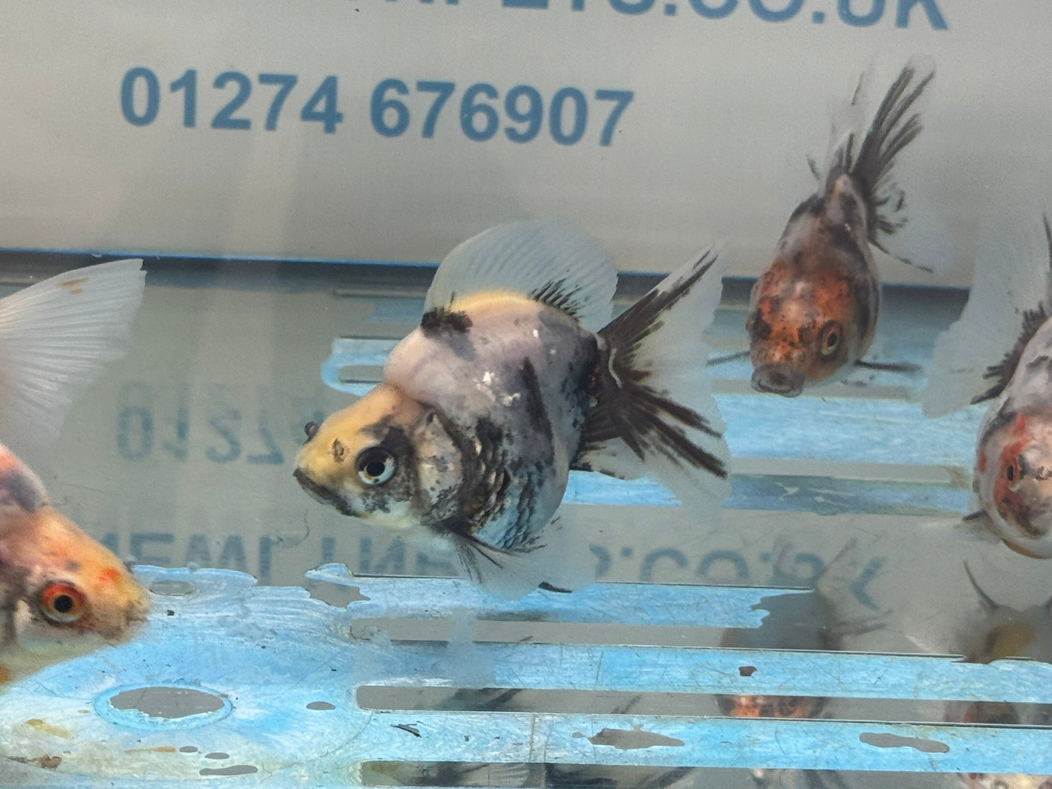 Calico BroadTail Ryukin 7-8cm