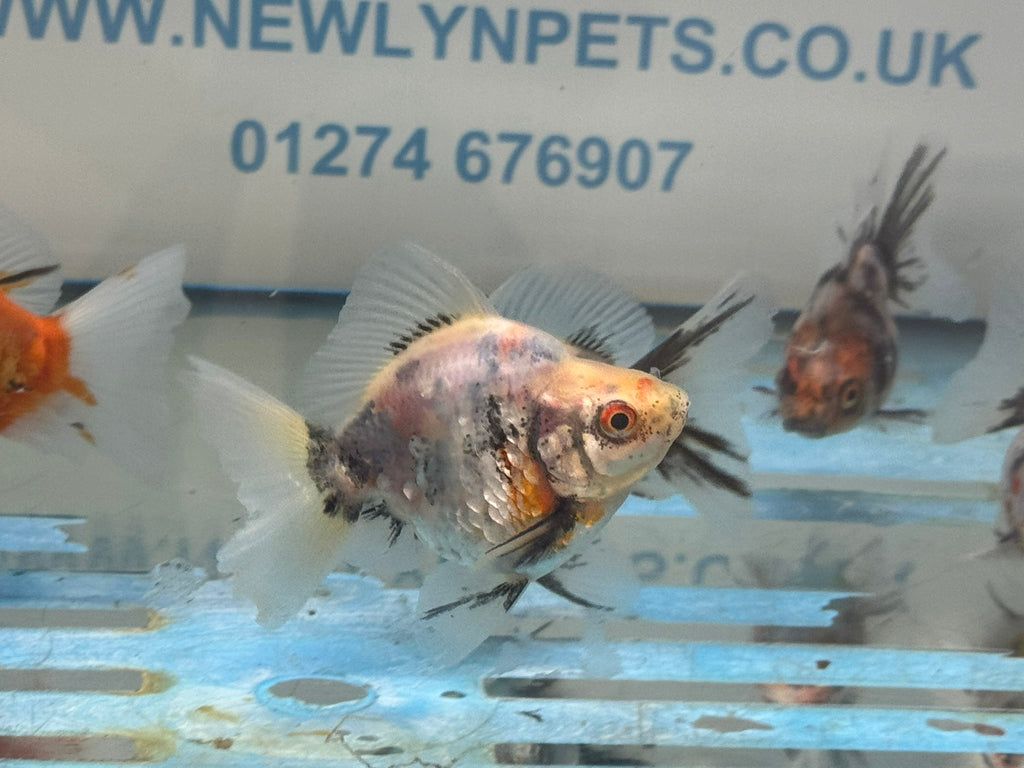 Calico BroadTail Ryukin 7-8cm