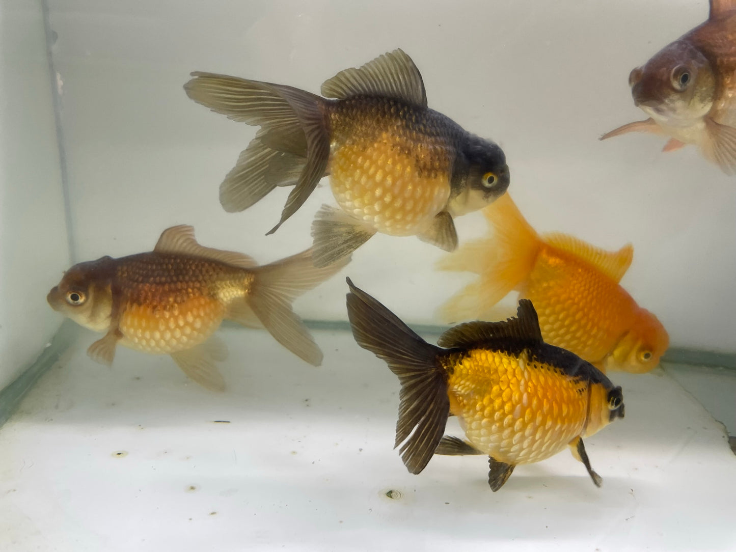 Yellow/Black Pearlscale 9-10cm Fancy Goldfish (Picked at Random)