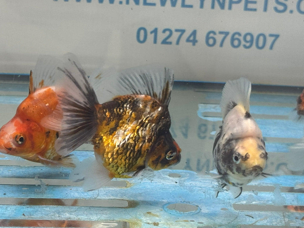 Calico BroadTail Ryukin 7-8cm