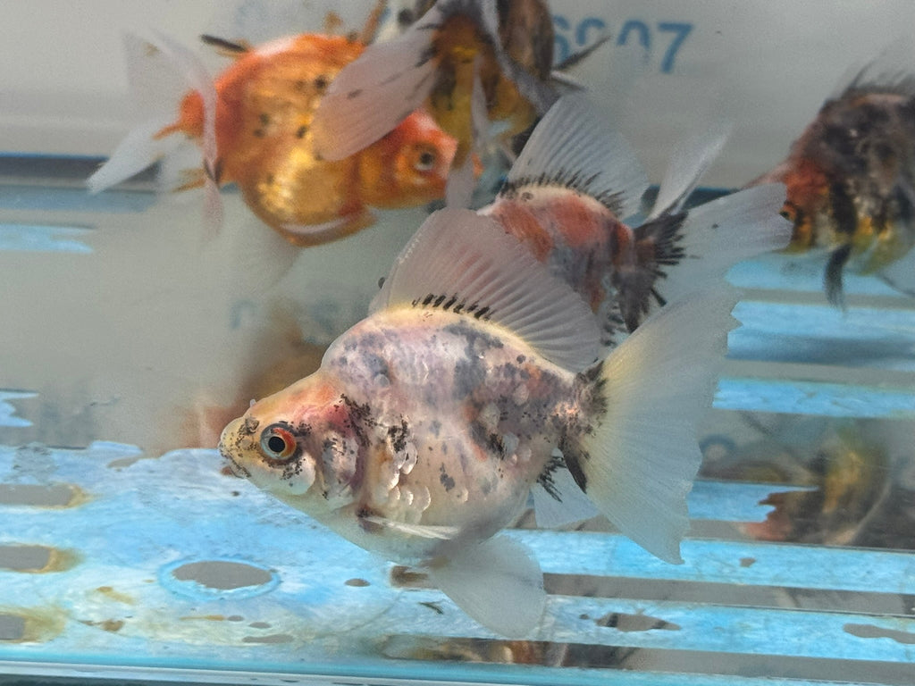 Calico BroadTail Ryukin 7-8cm