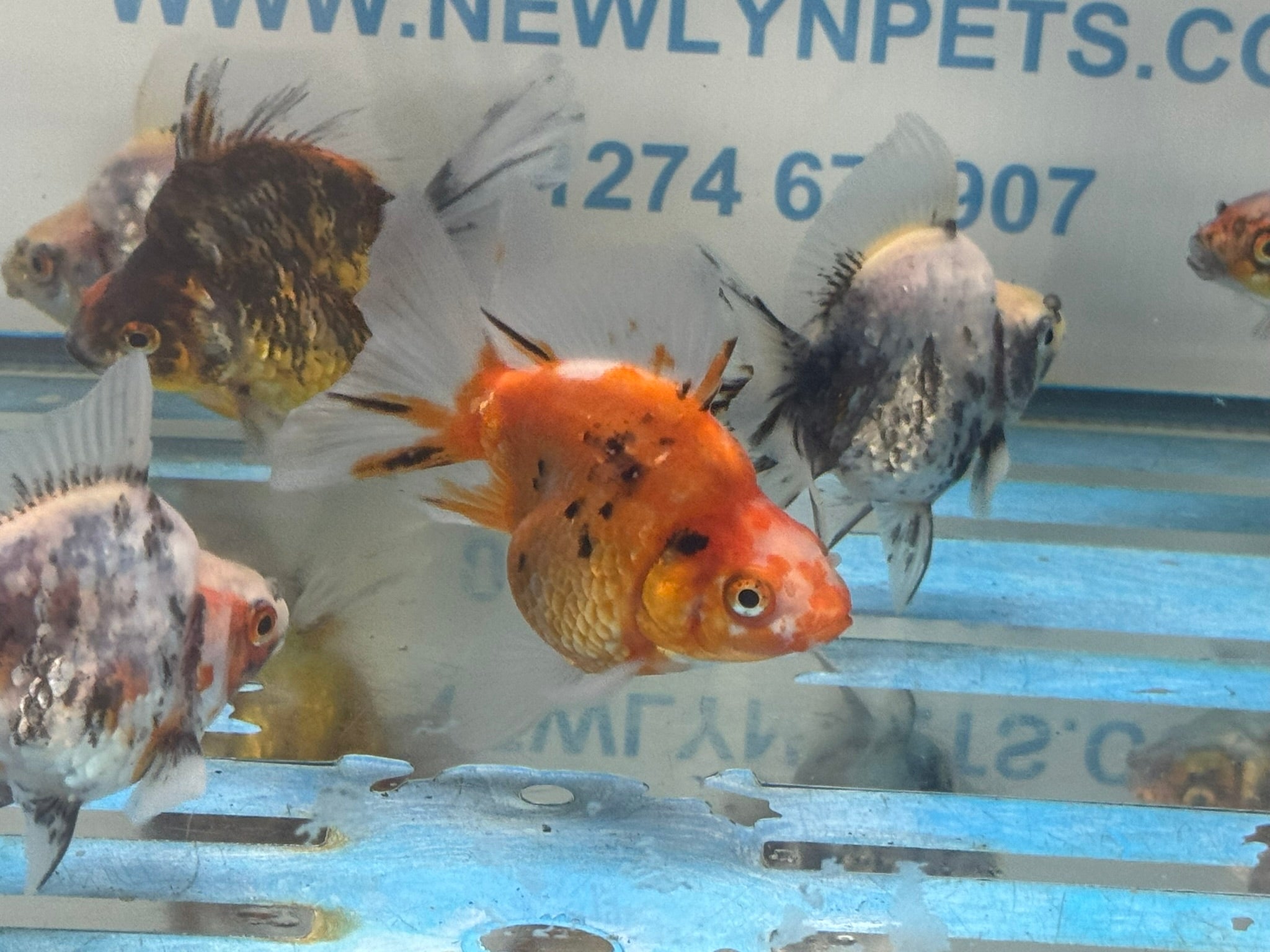 Calico BroadTail Ryukin 7-8cm