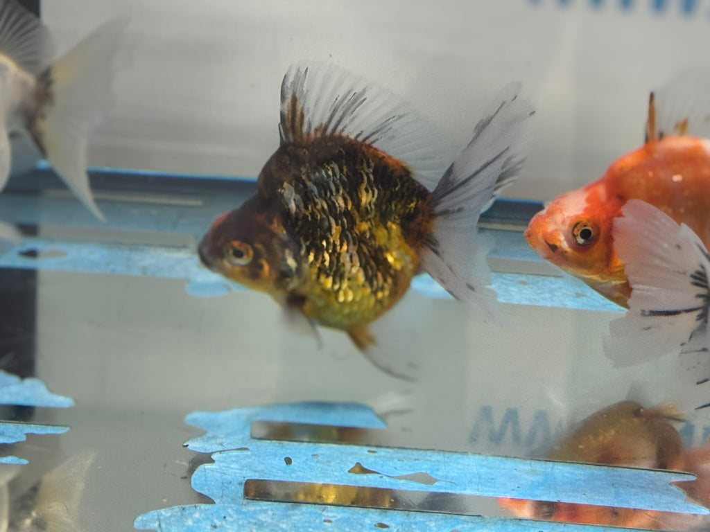 Calico BroadTail Ryukin 7-8cm