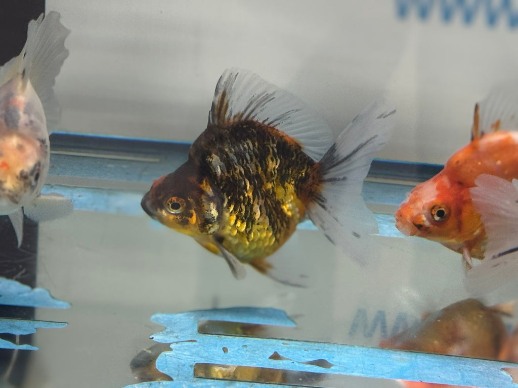 Calico BroadTail Ryukin 7-8cm