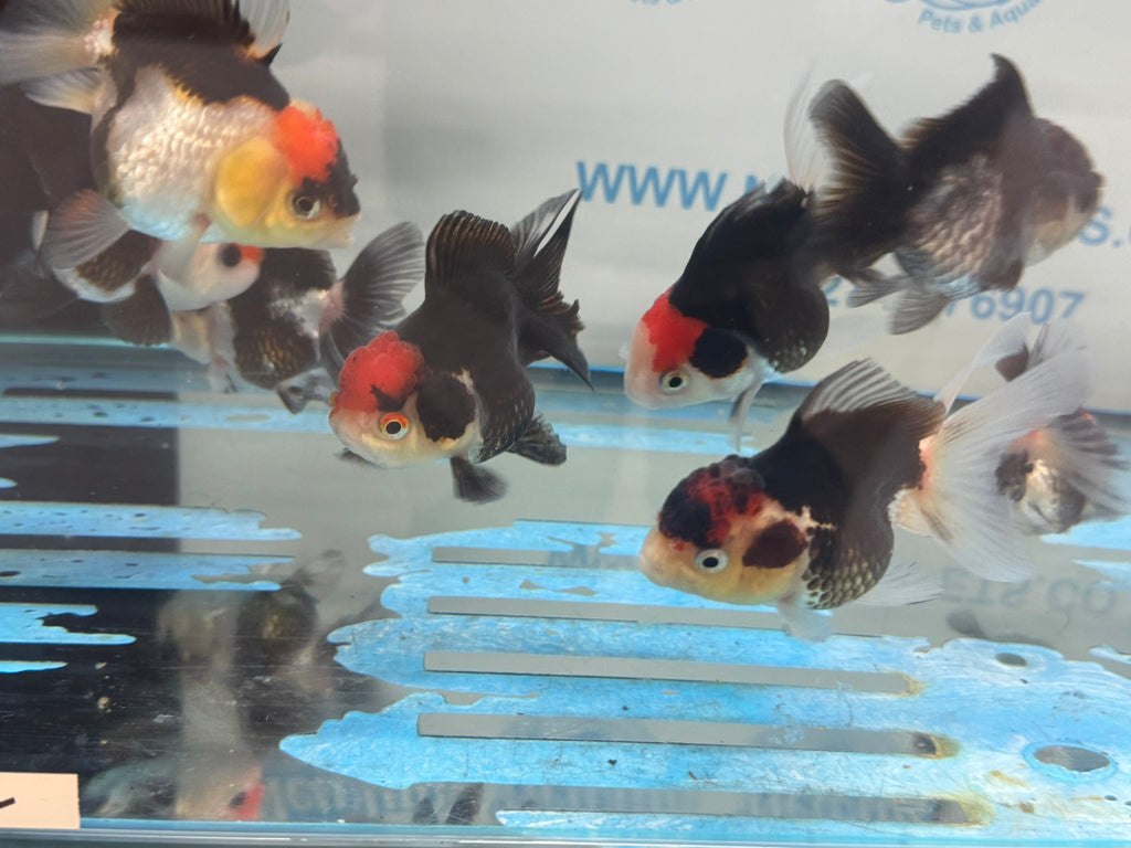 Red Cap Tri Colour Oranda Fancy Goldfish 7-8cm
