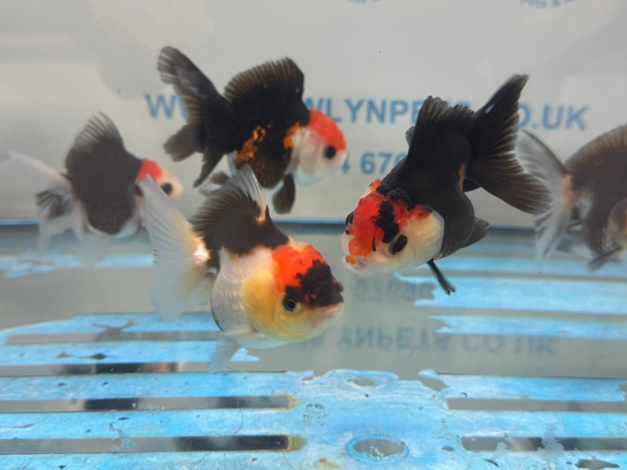 Red Cap Tri Colour Oranda Fancy Goldfish 7-8cm