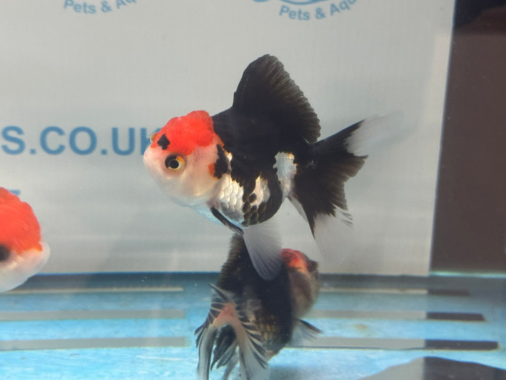 Red Cap Tri Colour Oranda Fancy Goldfish 7-8cm