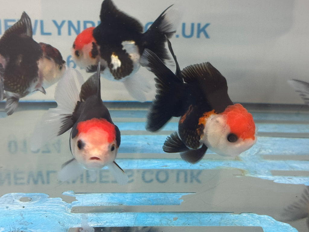 Red Cap Tri Colour Oranda Fancy Goldfish 7-8cm