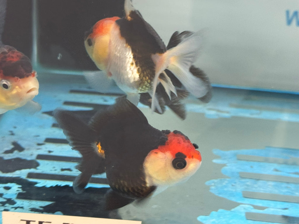 Red Cap Tri Colour Oranda Fancy Goldfish 7-8cm
