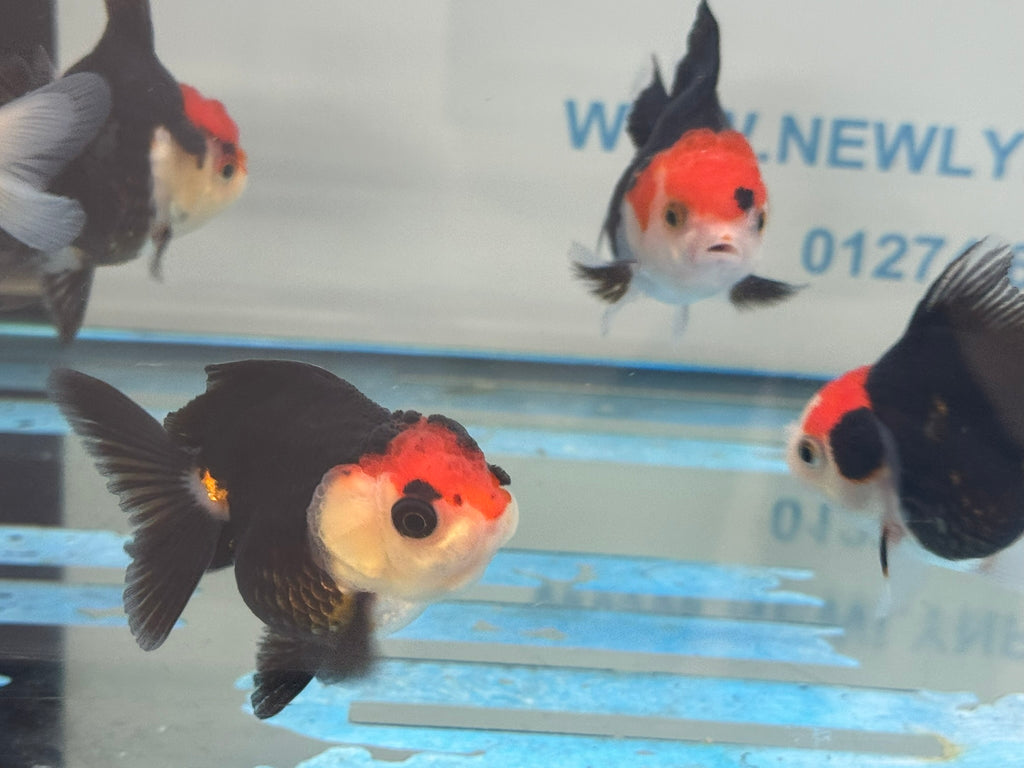 Red Cap Tri Colour Oranda Fancy Goldfish 7-8cm