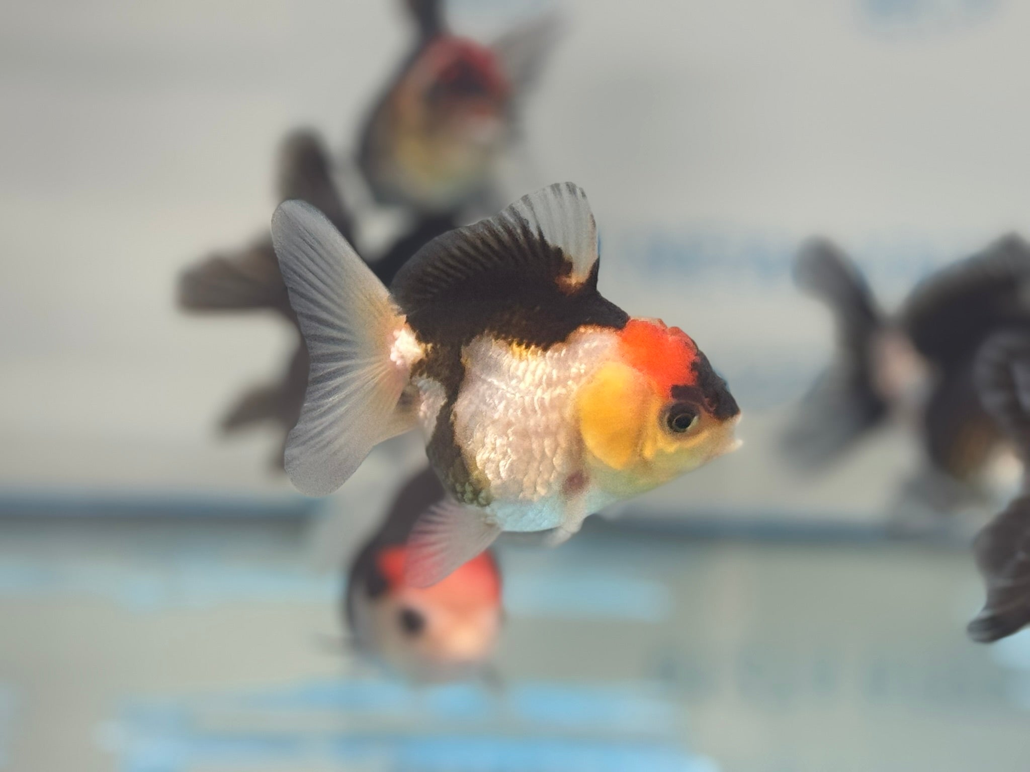 Red Cap Tri Colour Oranda Fancy Goldfish 7-8cm