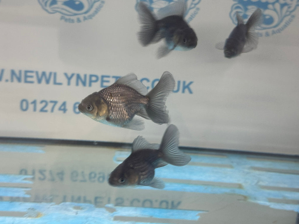 Metallic Blue Peacock Tail Oranda Fancy Goldfish 6cm