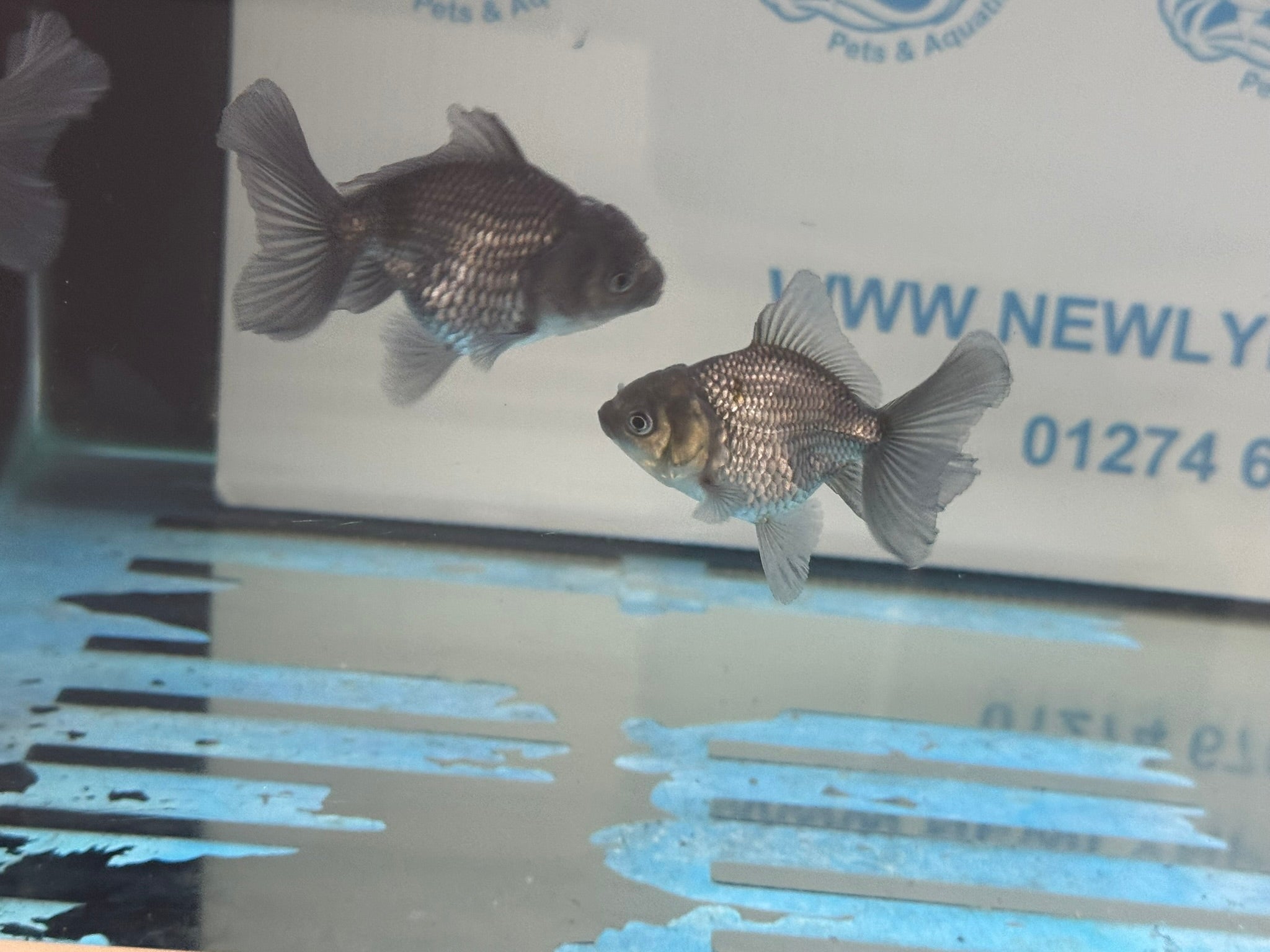 Metallic Blue Peacock Tail Oranda Fancy Goldfish 6cm