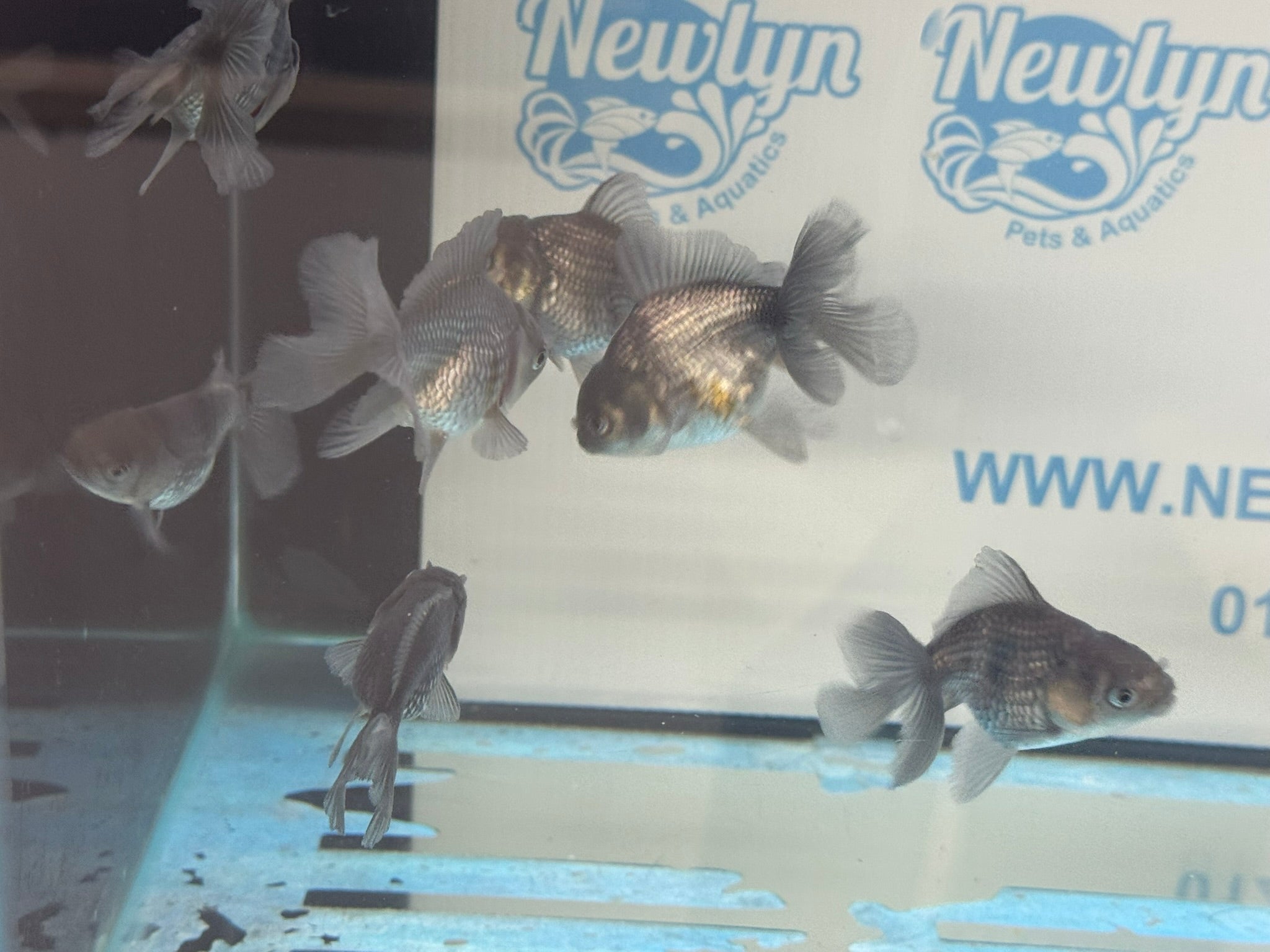 Metallic Blue Peacock Tail Oranda Fancy Goldfish 6cm