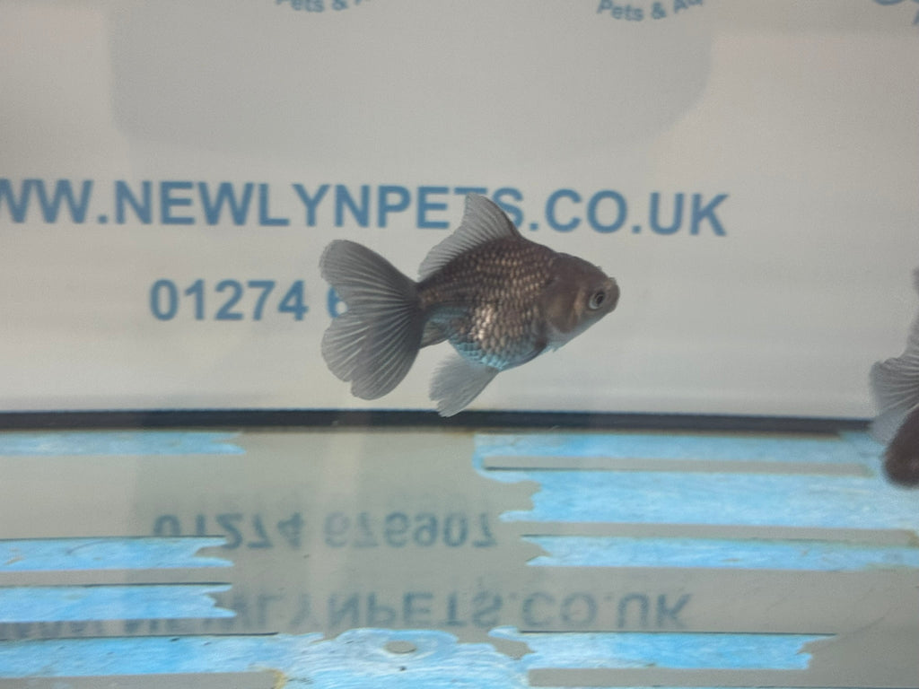 Metallic Blue Peacock Tail Oranda Fancy Goldfish 6cm