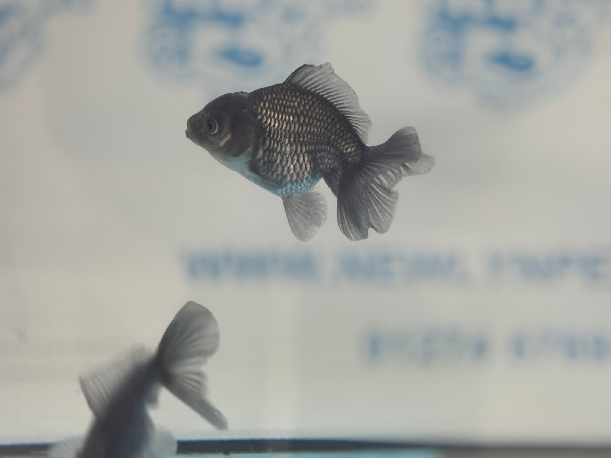 Metallic Blue Peacock Tail Oranda Fancy Goldfish 6cm