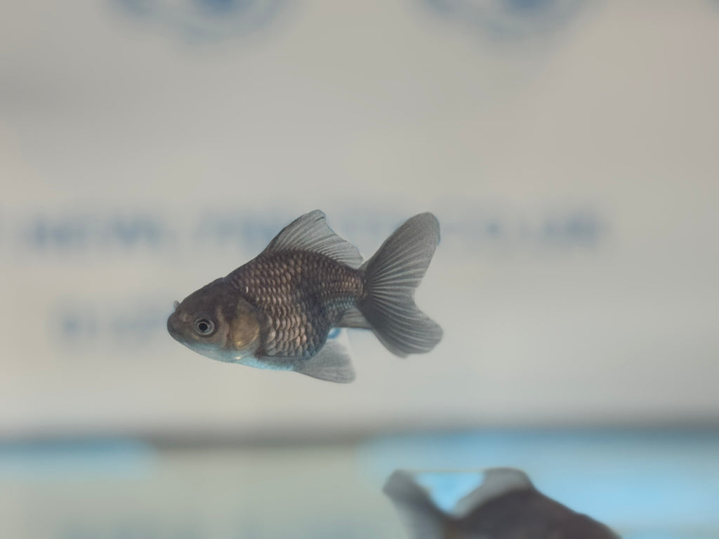 Metallic Blue Peacock Tail Oranda Fancy Goldfish 6cm