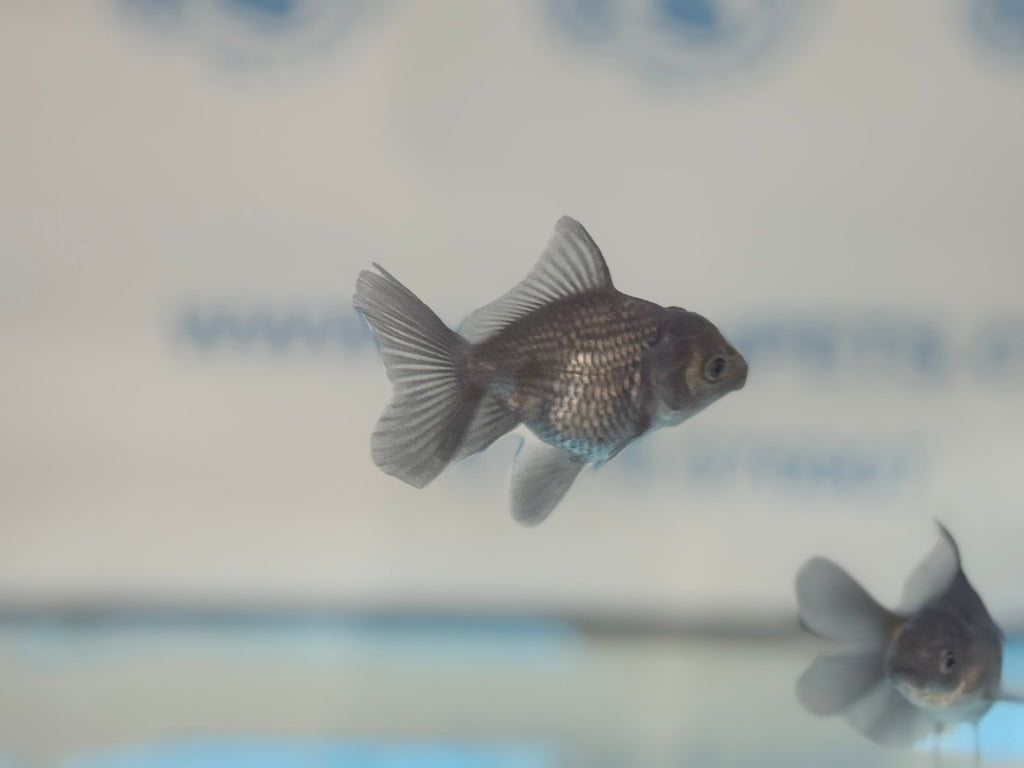 Metallic Blue Peacock Tail Oranda Fancy Goldfish 6cm