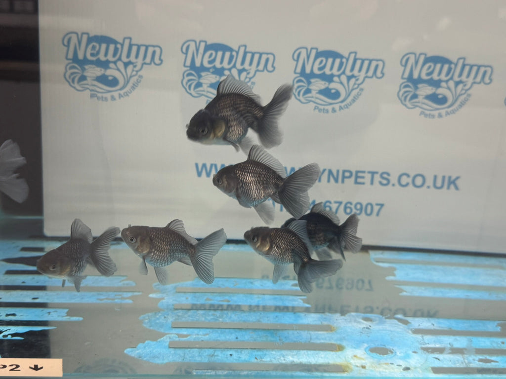 Metallic Blue Peacock Tail Oranda Fancy Goldfish 6cm