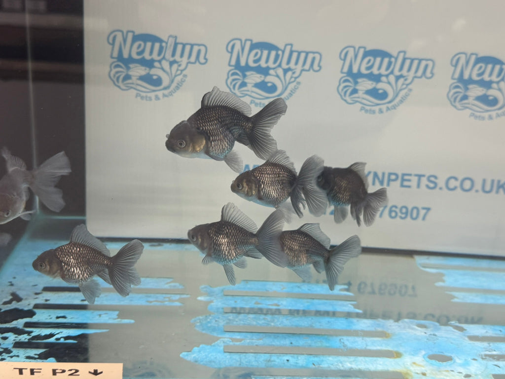 Metallic Blue Peacock Tail Oranda Fancy Goldfish 6cm