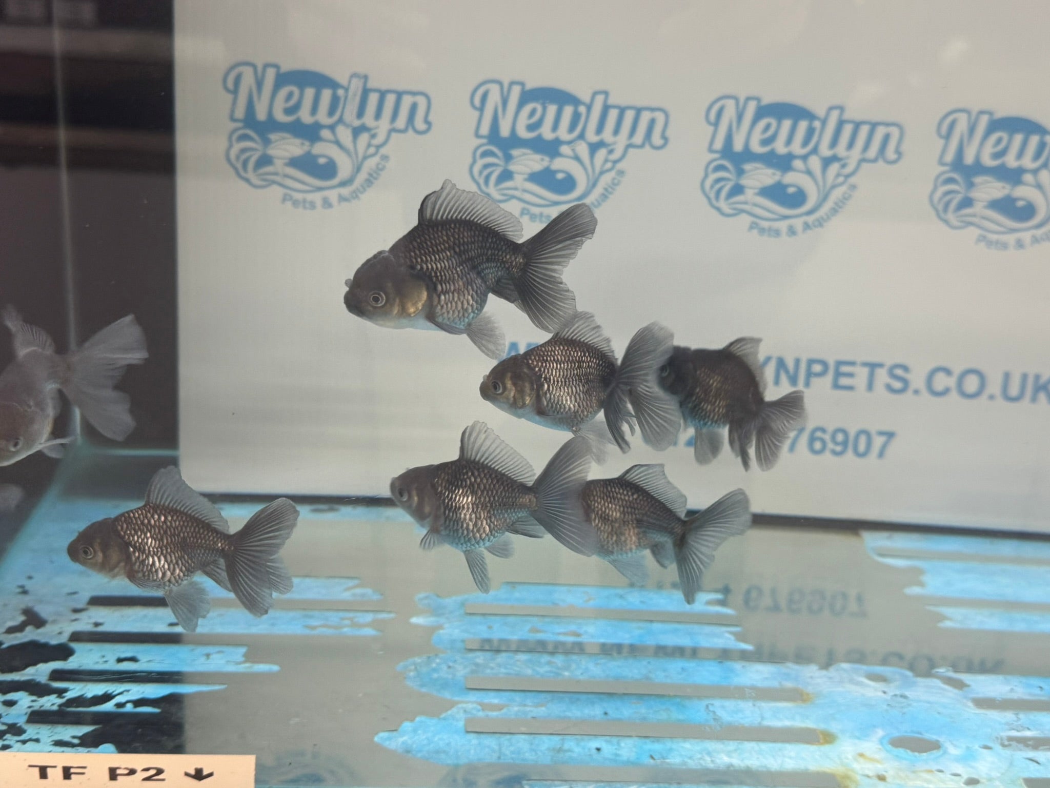 Metallic Blue Peacock Tail Oranda Fancy Goldfish 6cm