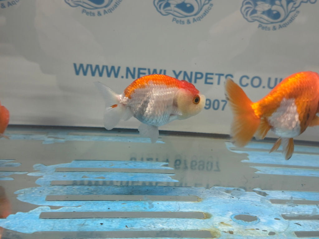 Lionhead Red/White 8-9cm Fancy Goldfish