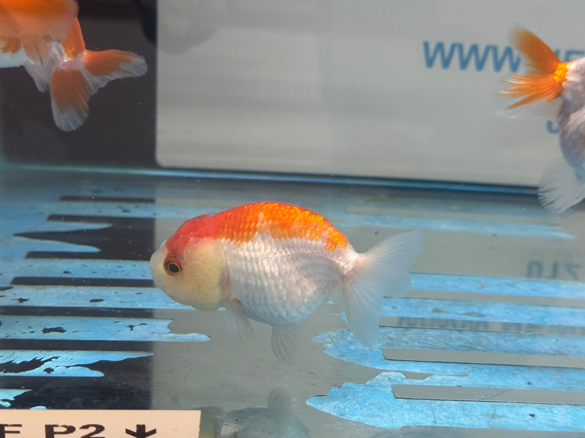 Lionhead Red/White 8-9cm Fancy Goldfish