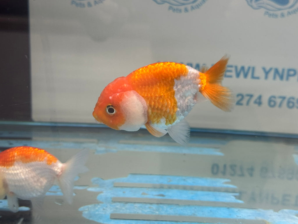 Lionhead Red/White 8-9cm Fancy Goldfish