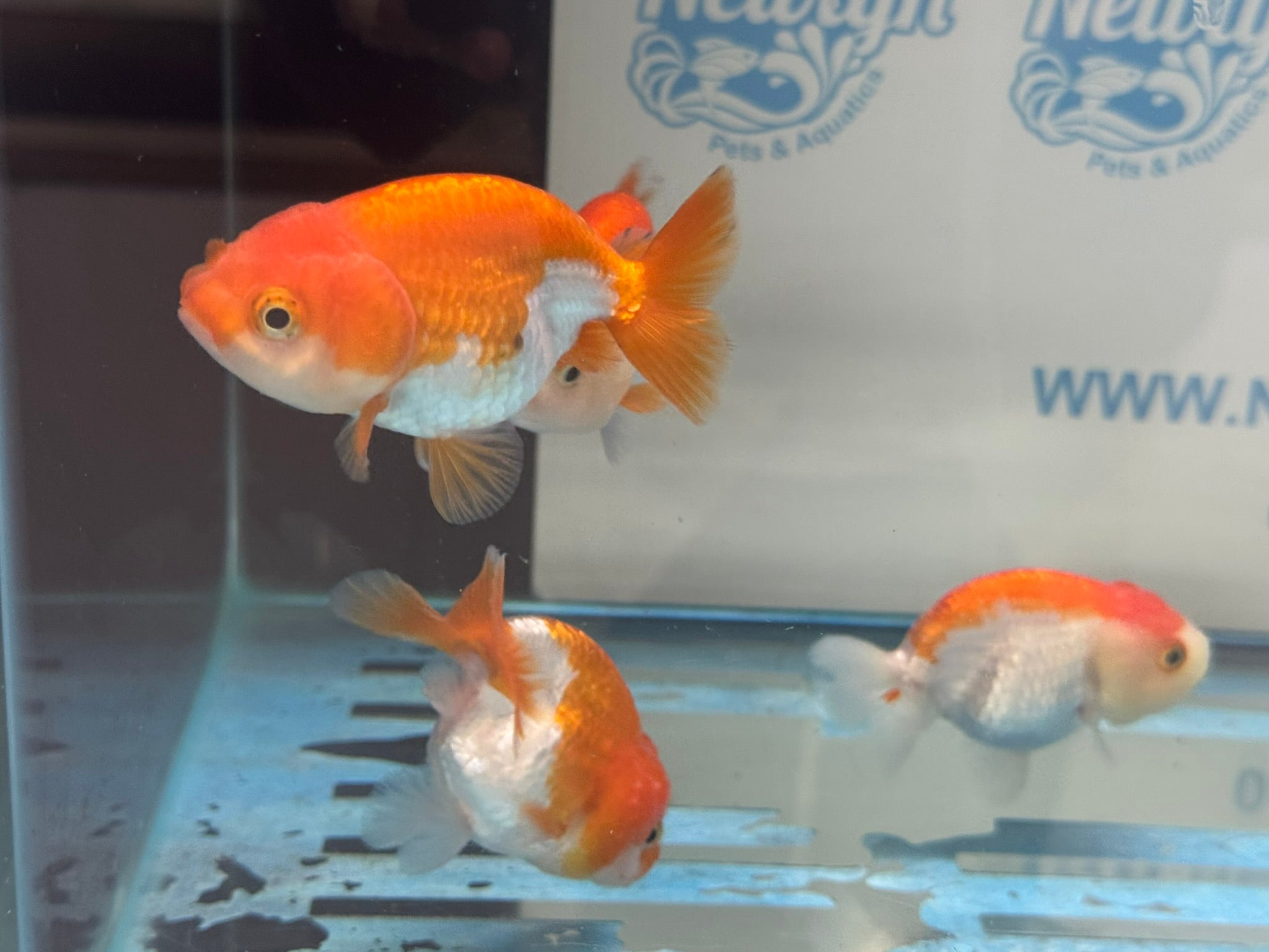 Lionhead Red/White 8-9cm Fancy Goldfish
