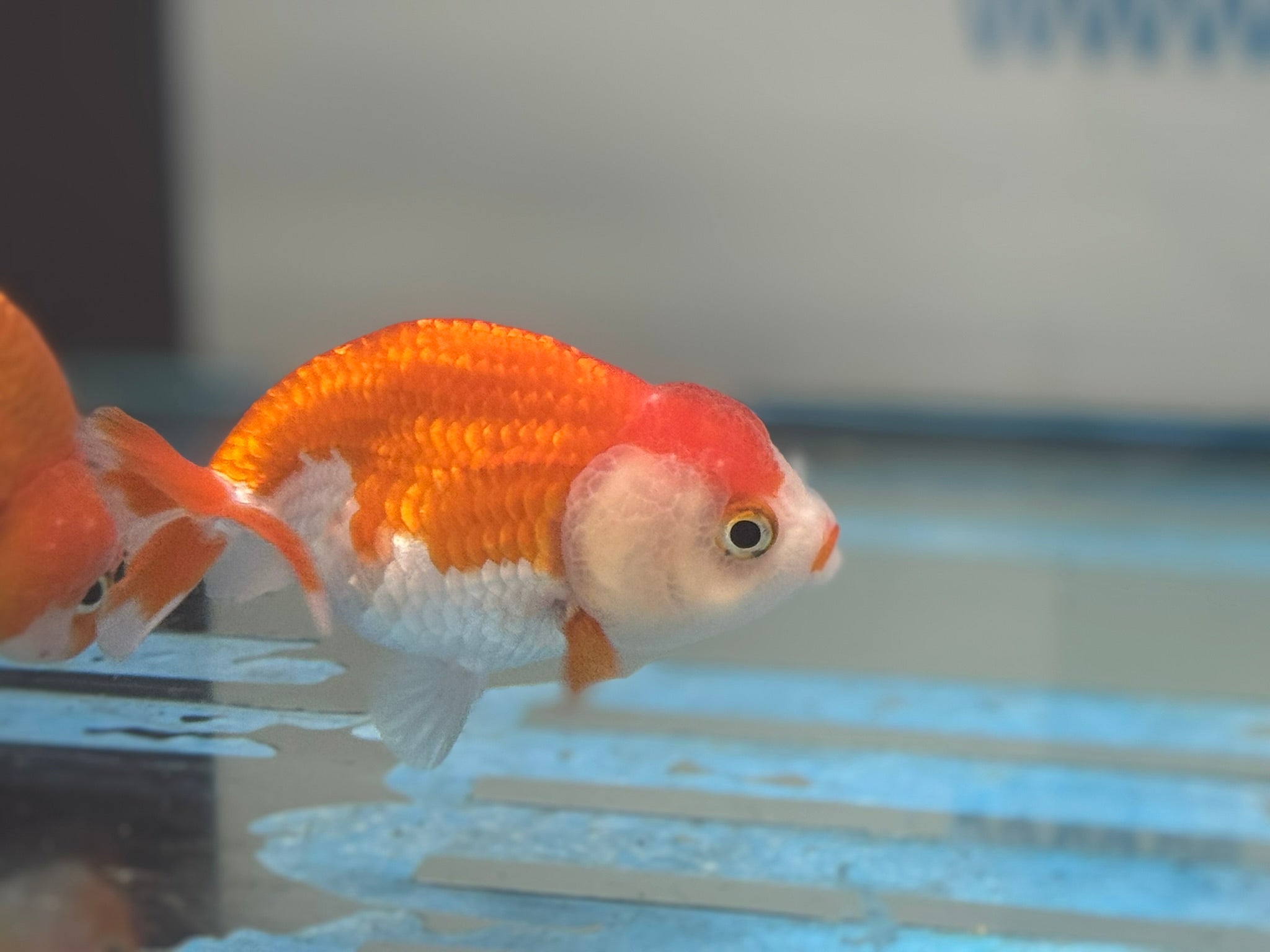 Lionhead Red/White 8-9cm Fancy Goldfish