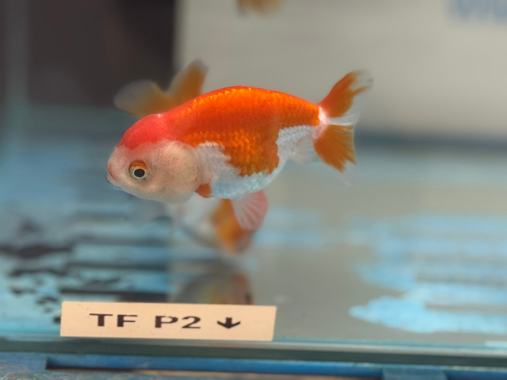Lionhead Red/White 8-9cm Fancy Goldfish