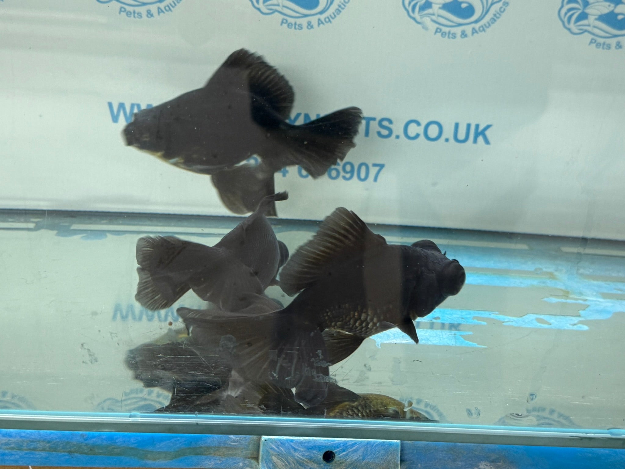Broadtail Moor 12cm Chinese Fancy Goldfish