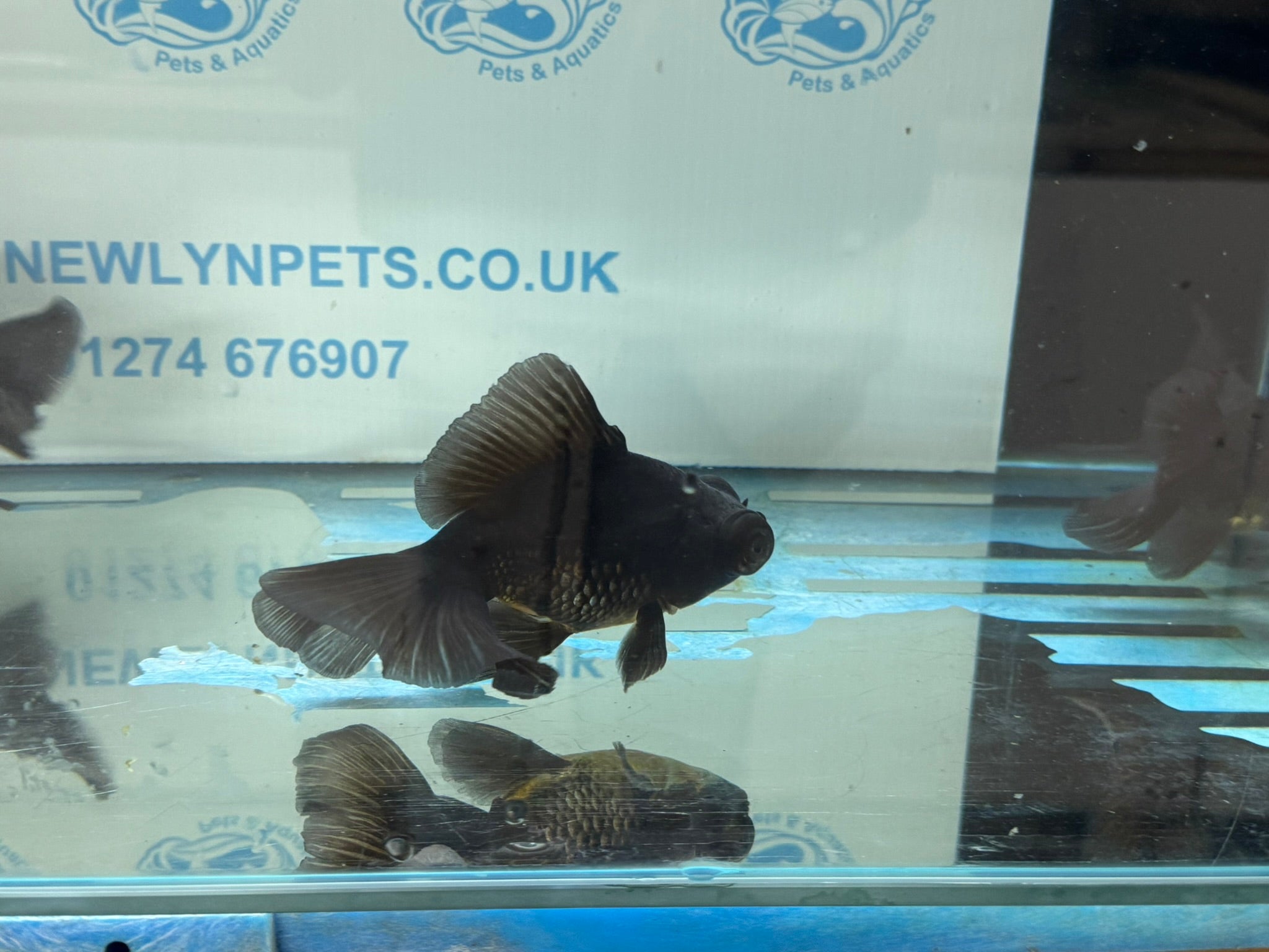 Broadtail Moor 12cm Chinese Fancy Goldfish