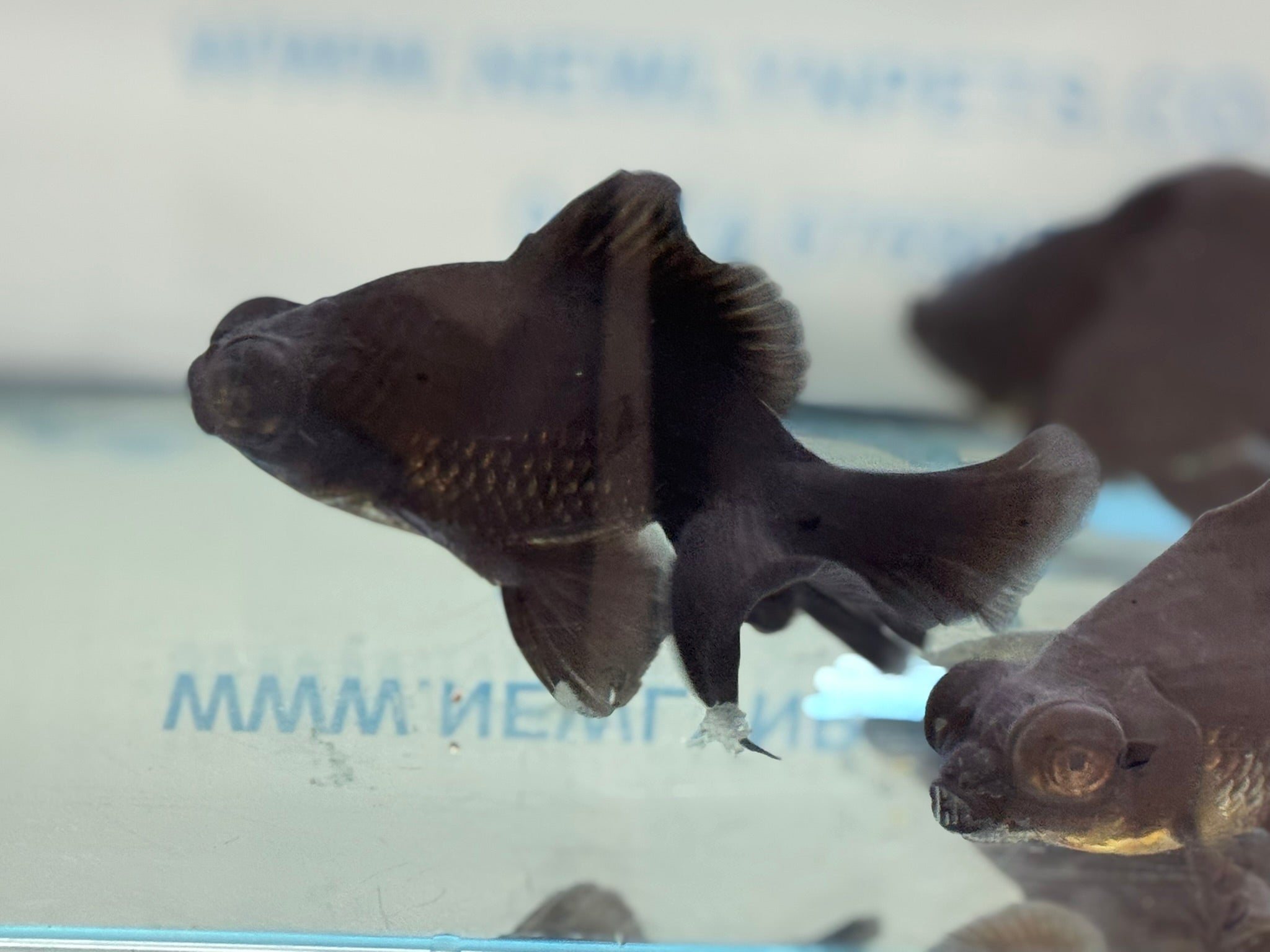 Broadtail Moor 12cm Chinese Fancy Goldfish