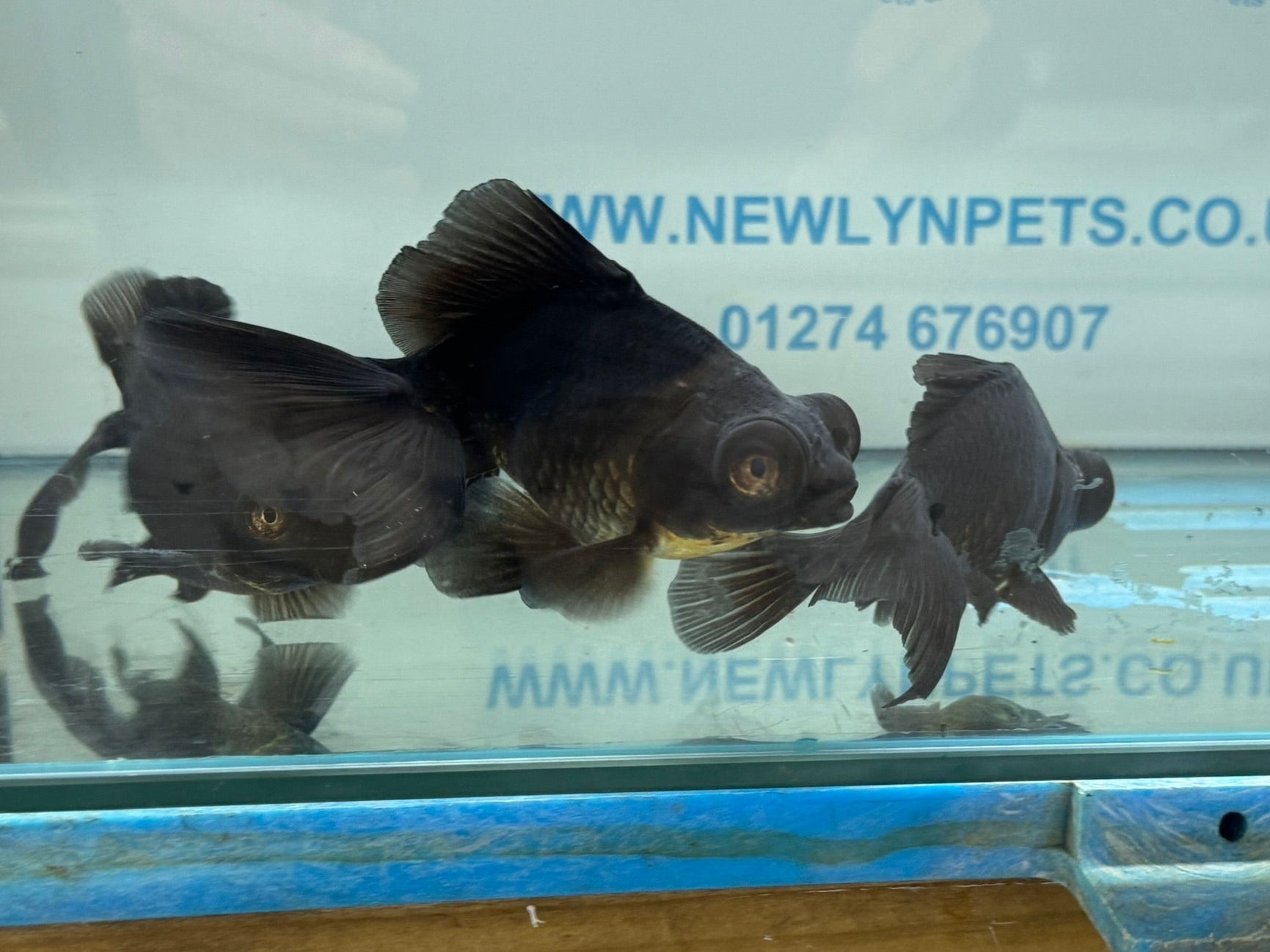 Broadtail Moor 12cm Chinese Fancy Goldfish