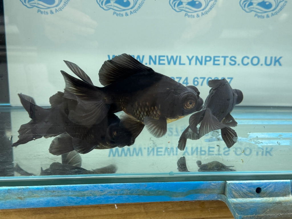 Broadtail Moor 12cm Chinese Fancy Goldfish
