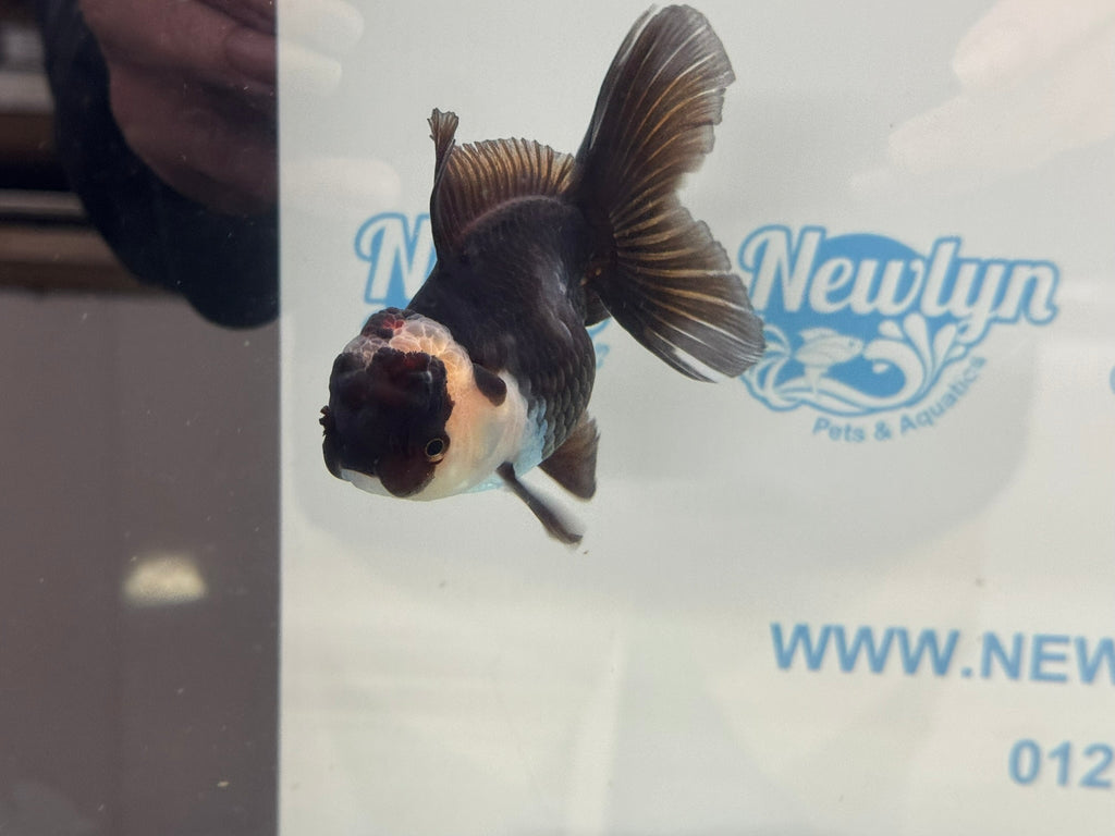 Elite Tri Oranda 10cm