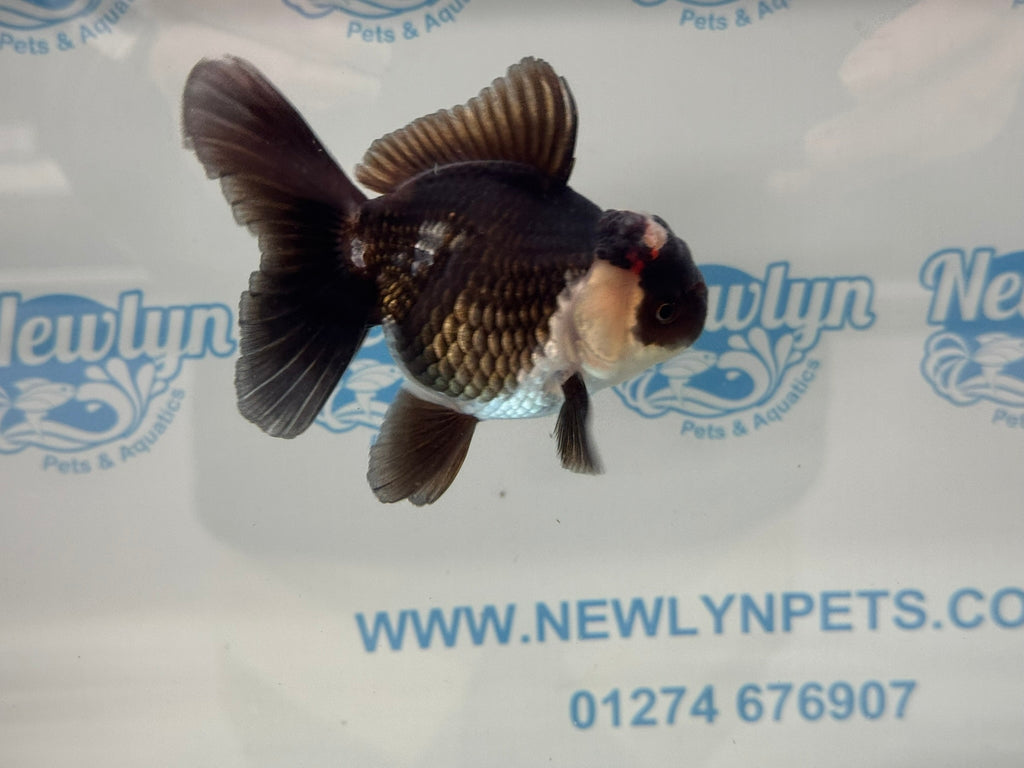 Elite Tri Oranda 10cm