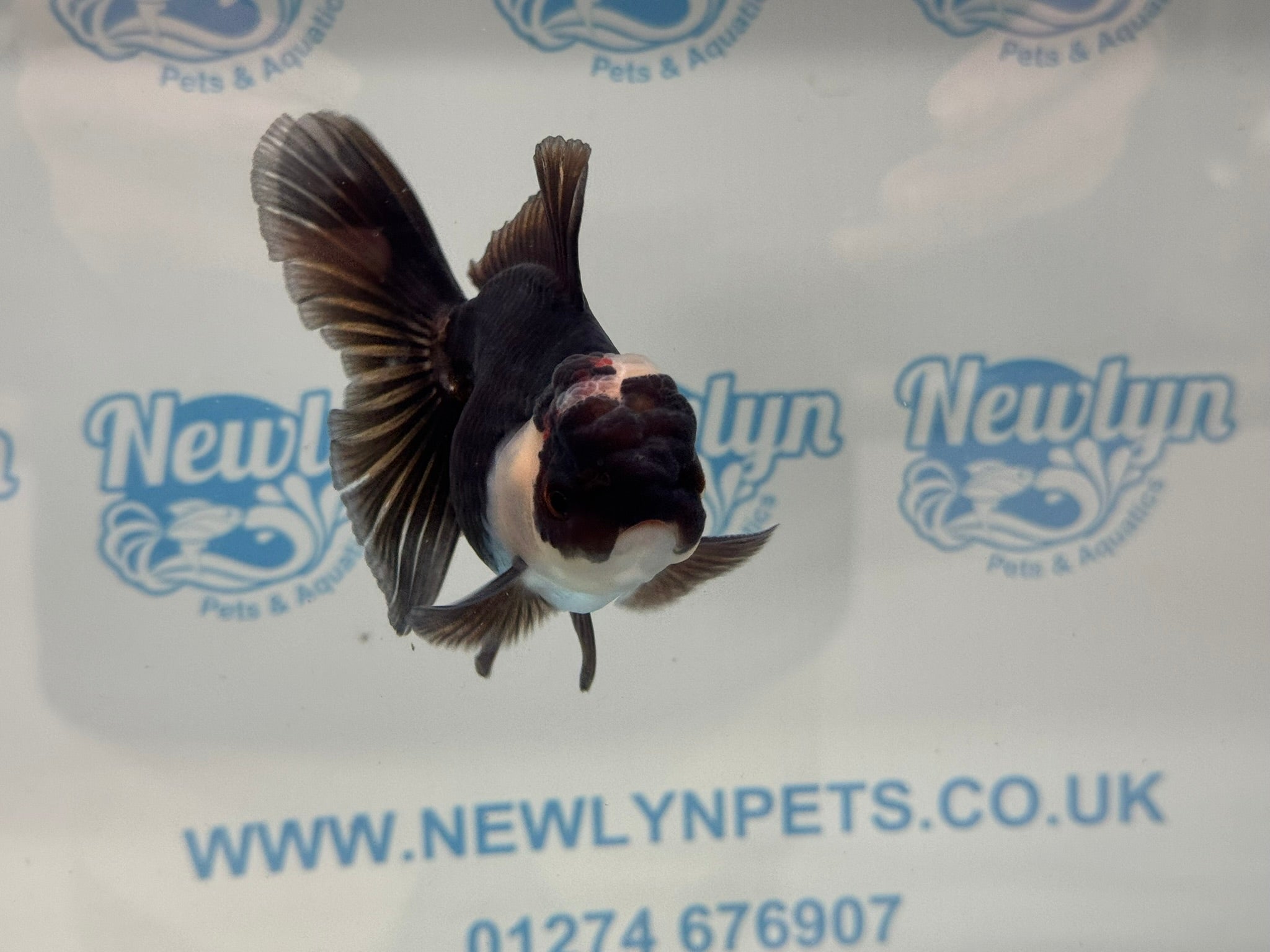 Elite Tri Oranda 10cm